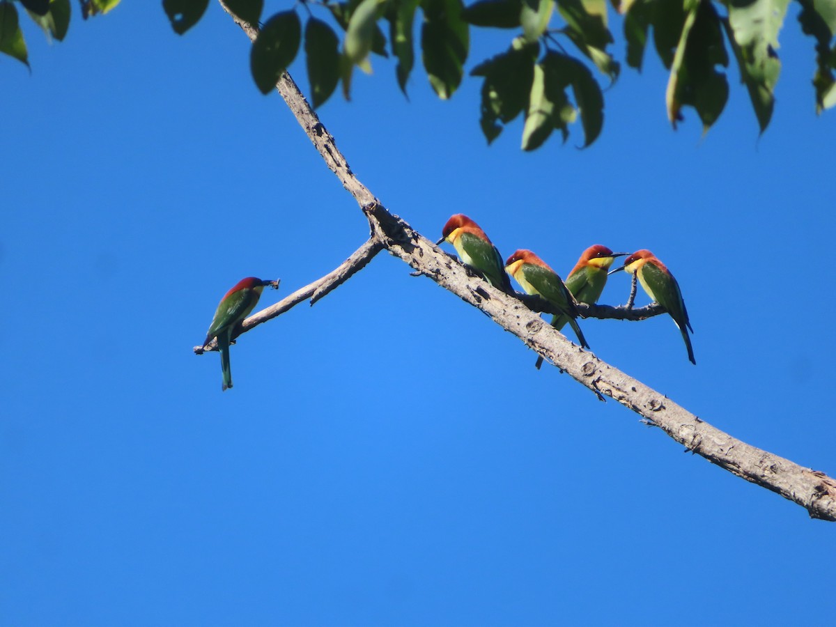 Chestnut-headed Bee-eater - ML645865791