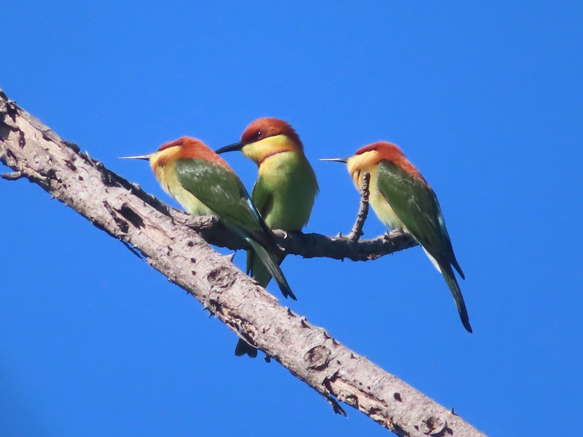 Chestnut-headed Bee-eater - ML645865792