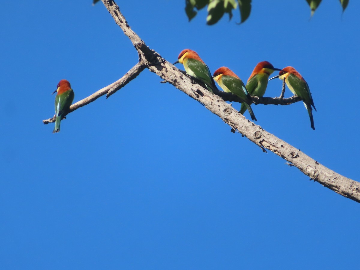 Chestnut-headed Bee-eater - ML645865793