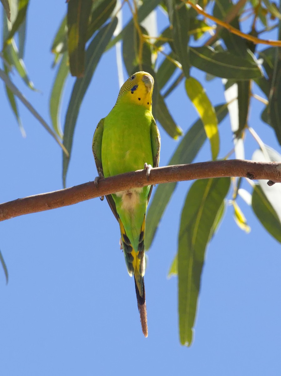 Budgerigar - ML645865794
