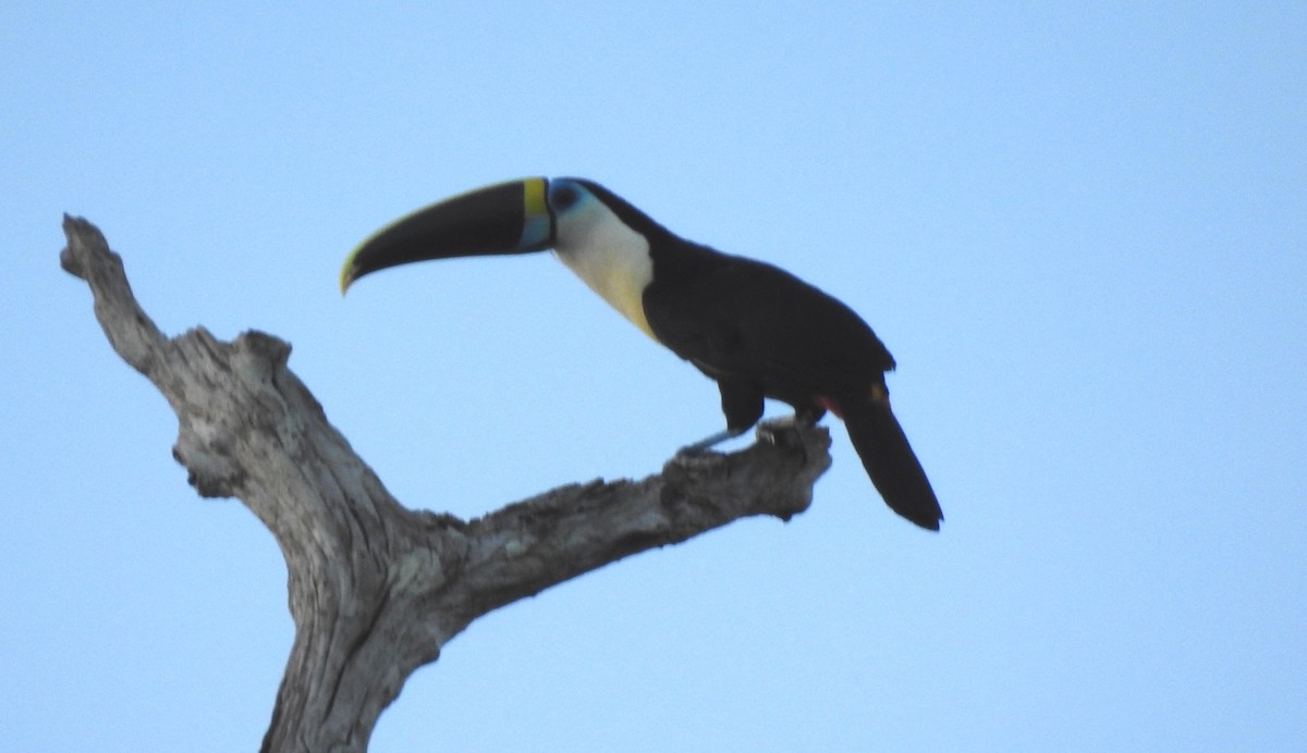 Tucán Pechiblanco - ML645865797