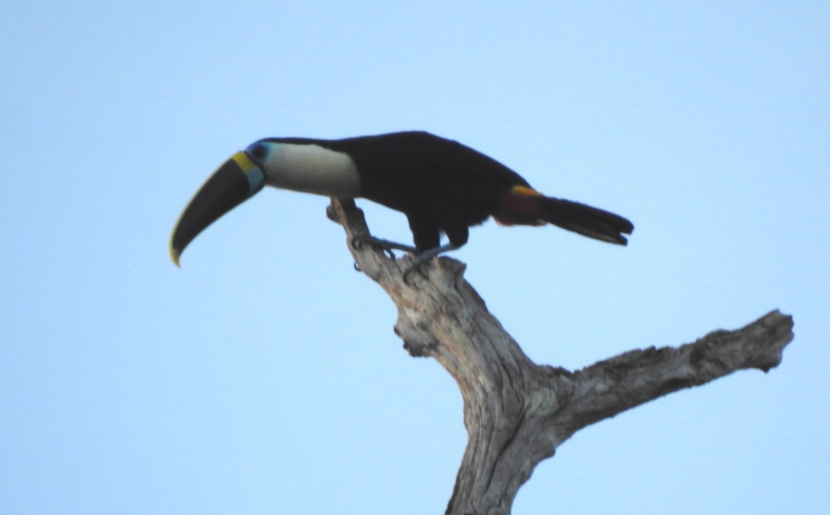 Tucán Pechiblanco - ML645865798