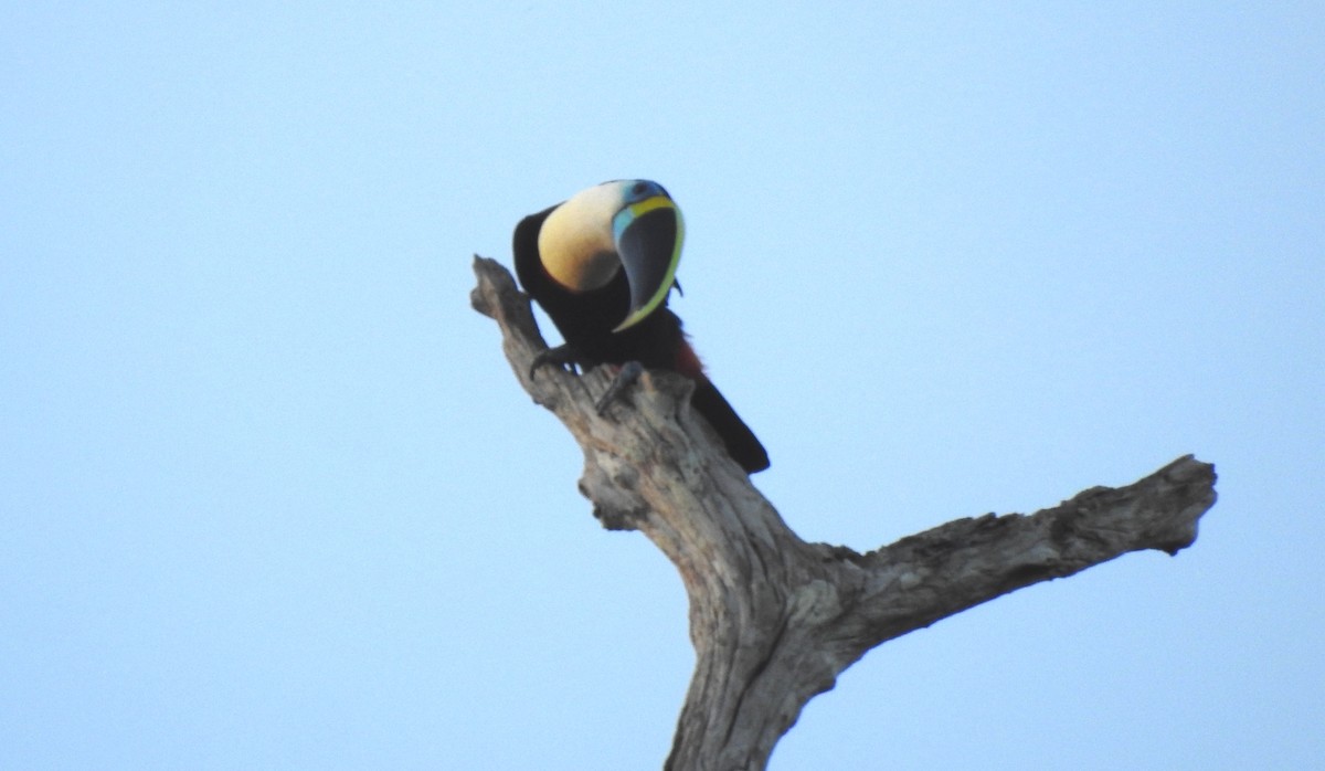Tucán Pechiblanco - ML645865799