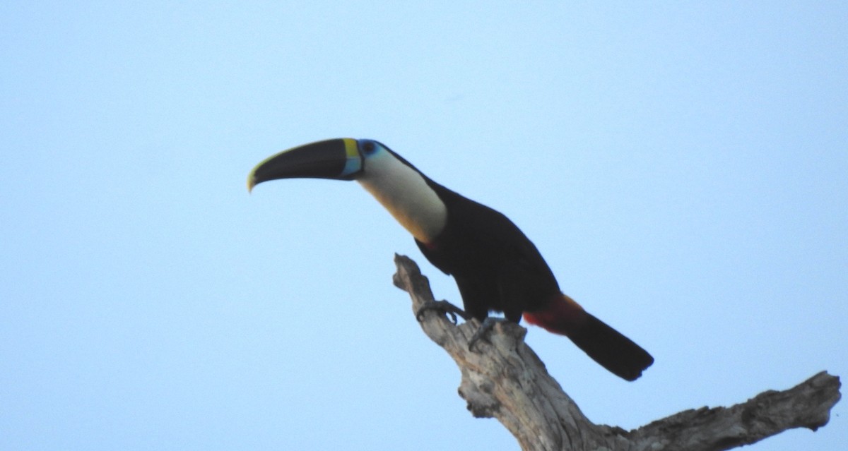 Tucán Pechiblanco - ML645865800