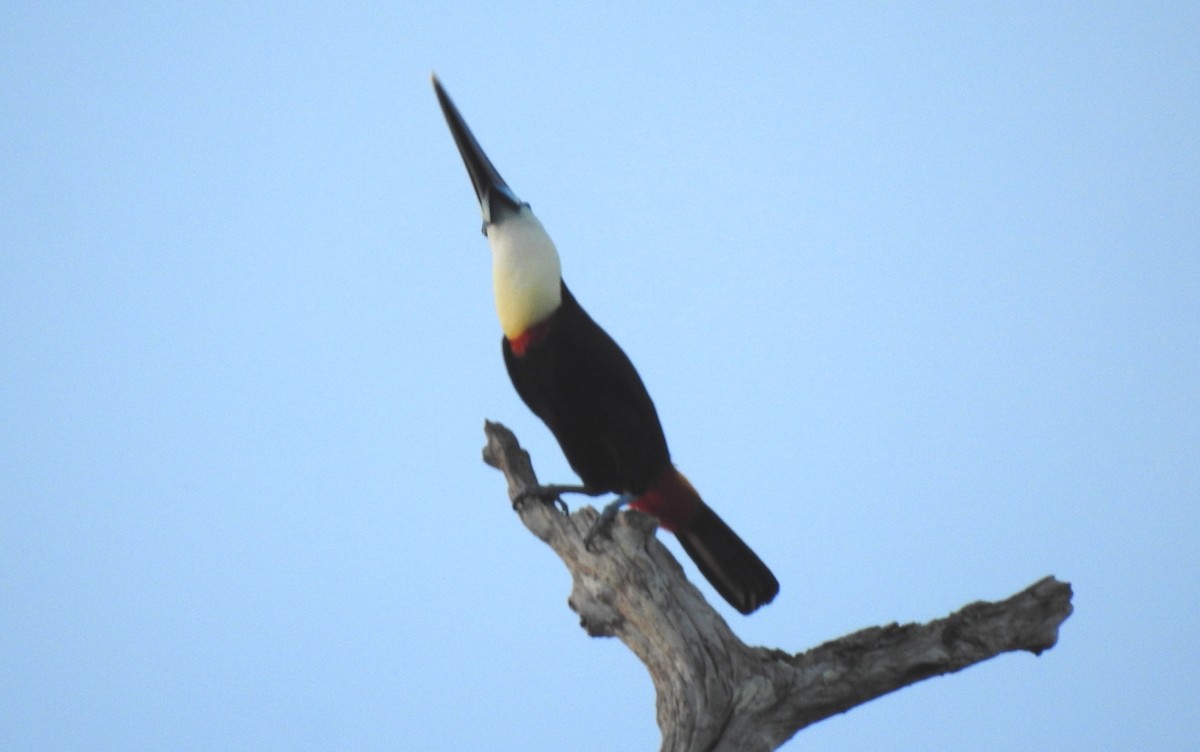 Tucán Pechiblanco - ML645865801