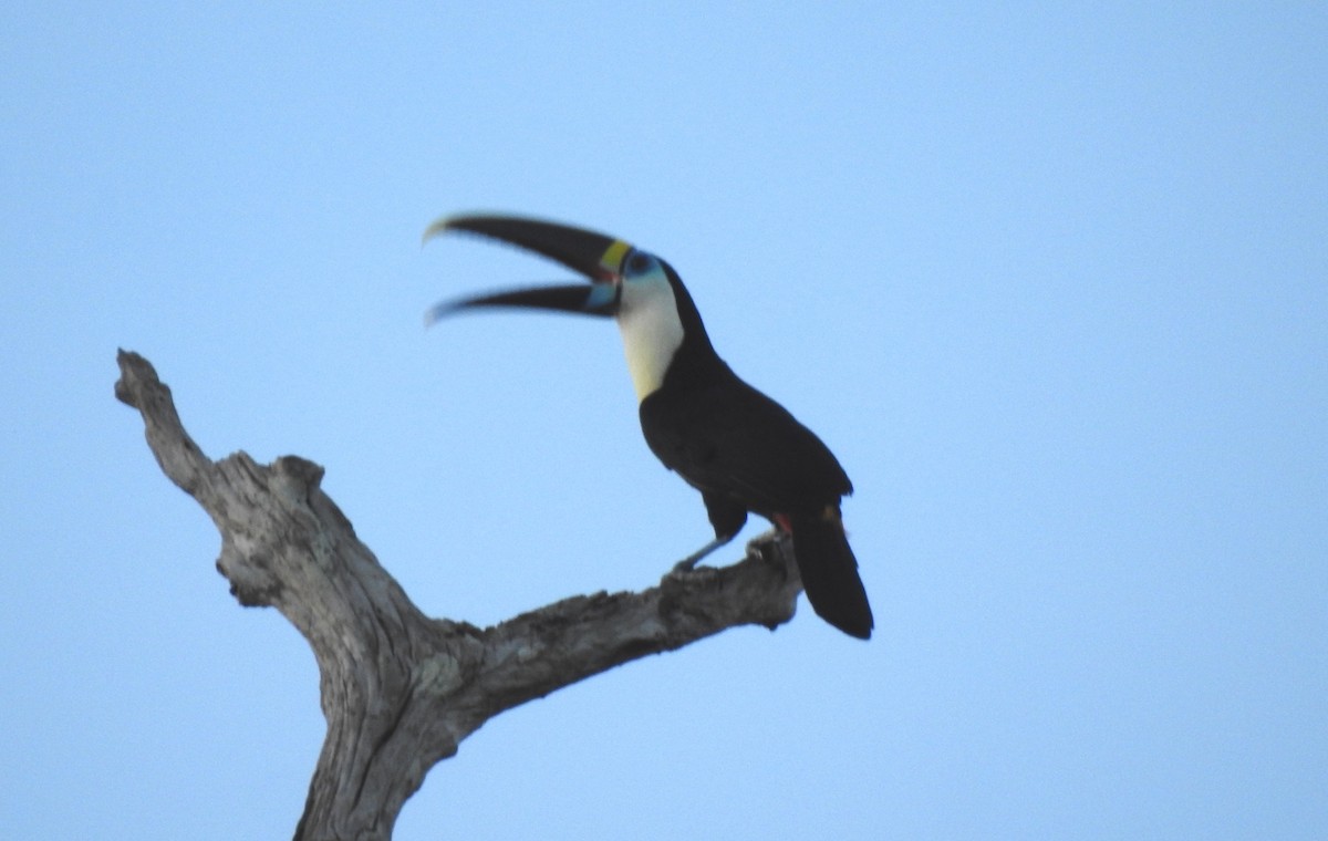 Tucán Pechiblanco - ML645865802