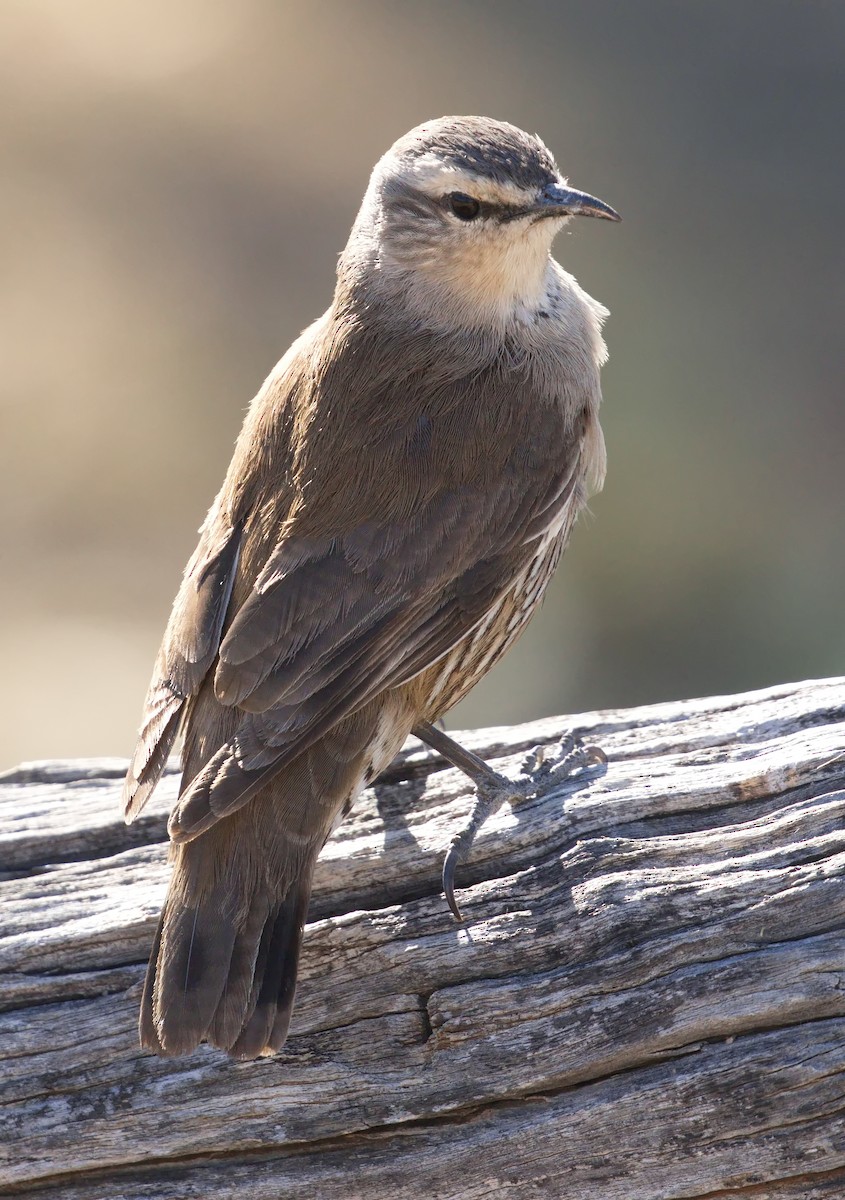 Brown Treecreeper - ML645865803