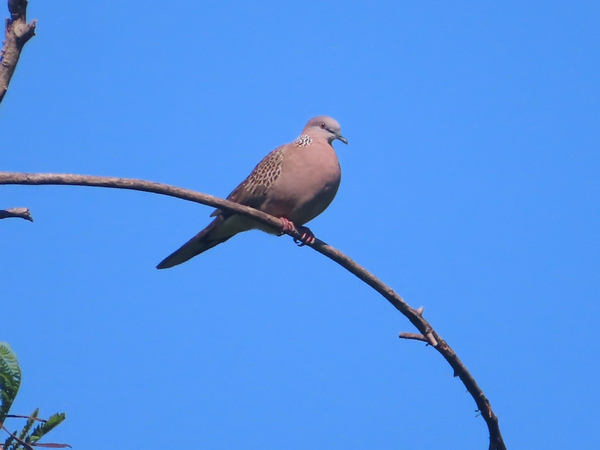 Spotted Dove - ML645865805