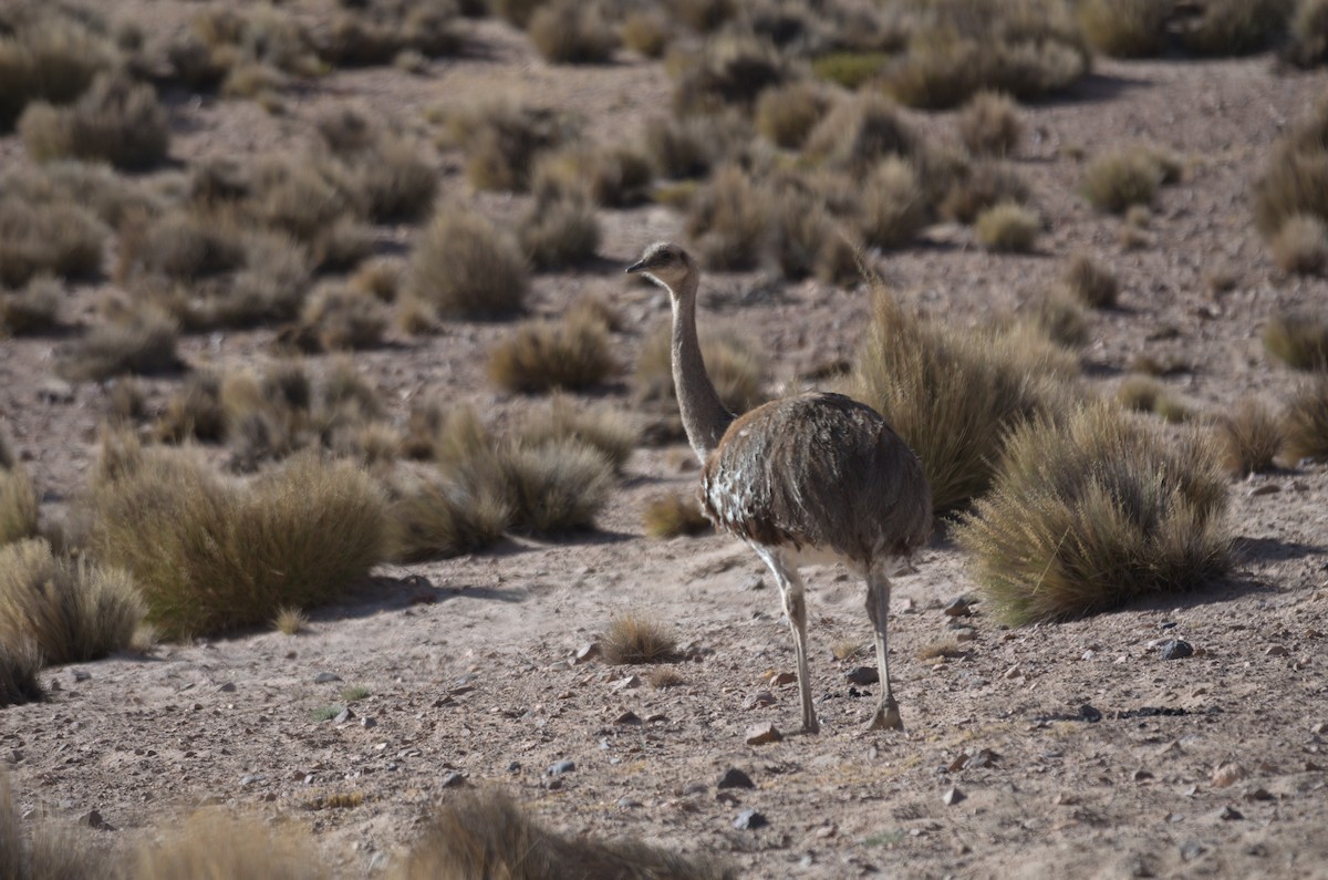 nandu menší (ssp. tarapacensis/garleppi) - ML645865809