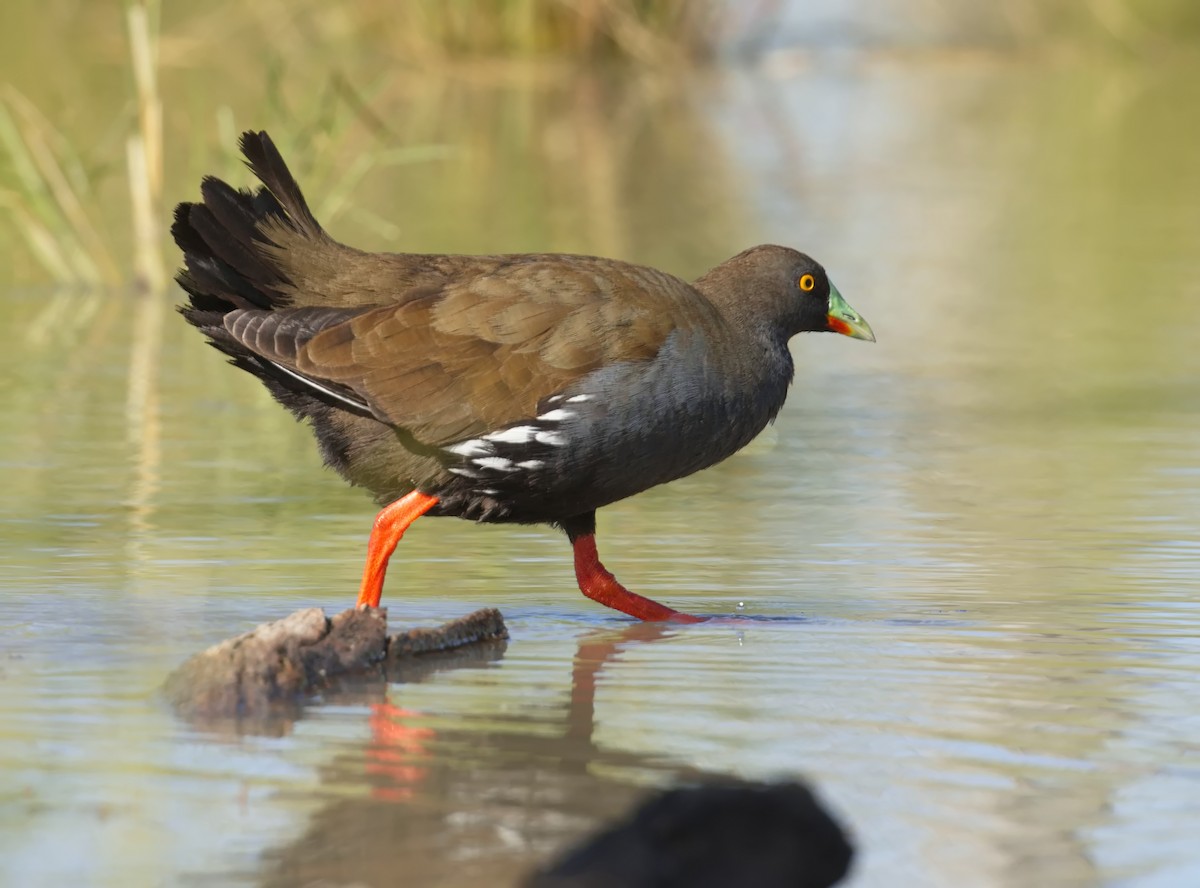 Black-tailed Nativehen - ML645865810