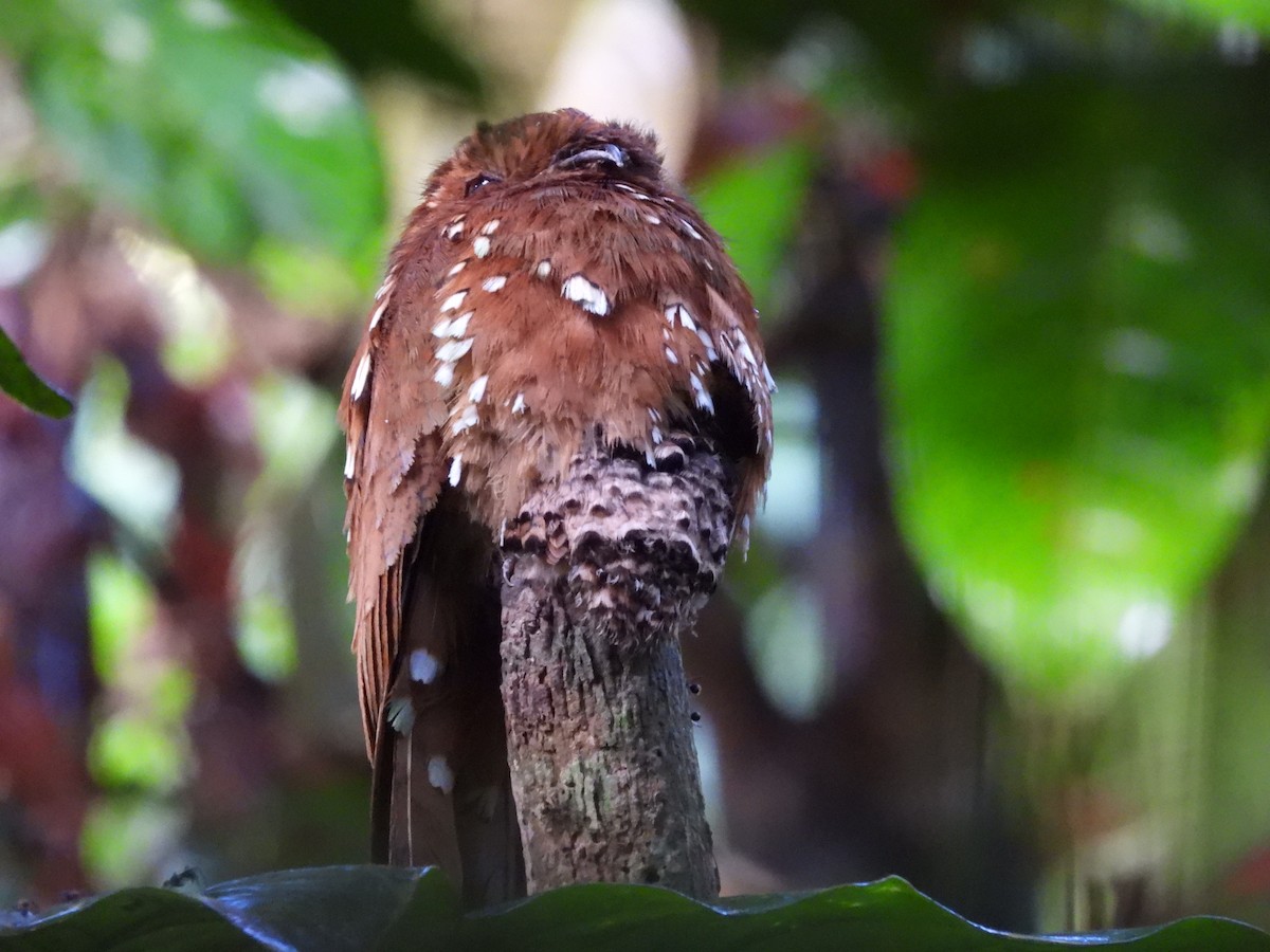 Rufous Potoo - ML645865812