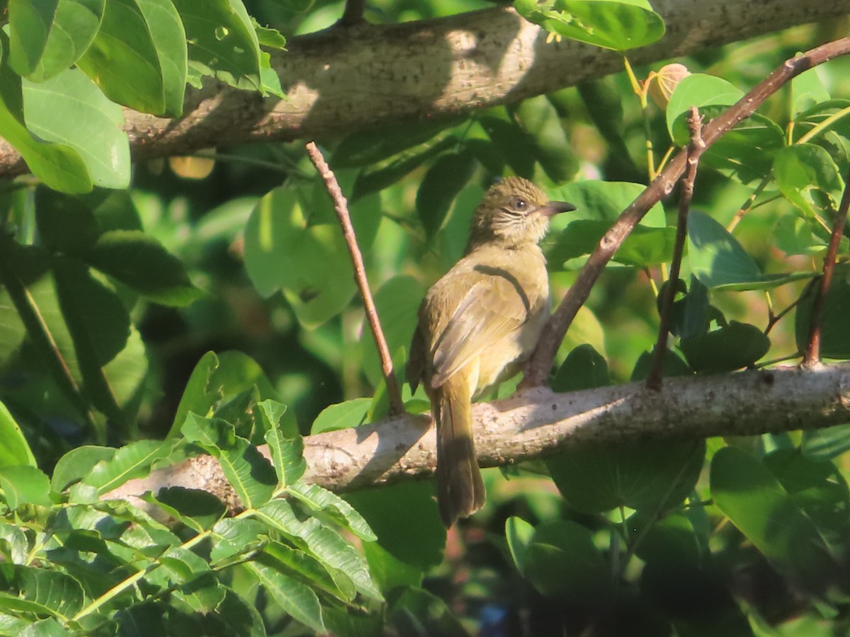Streak-eared Bulbul - ML645865814