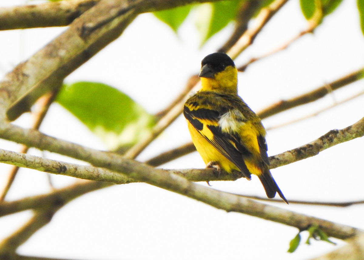Yellow-faced Siskin - ML645865816