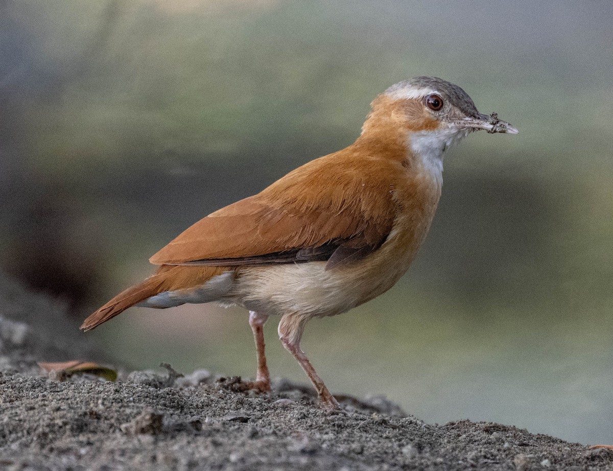 Caribbean Hornero - ML645865817