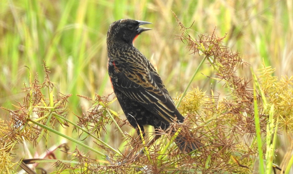 Red-breasted Meadowlark - ML645865818