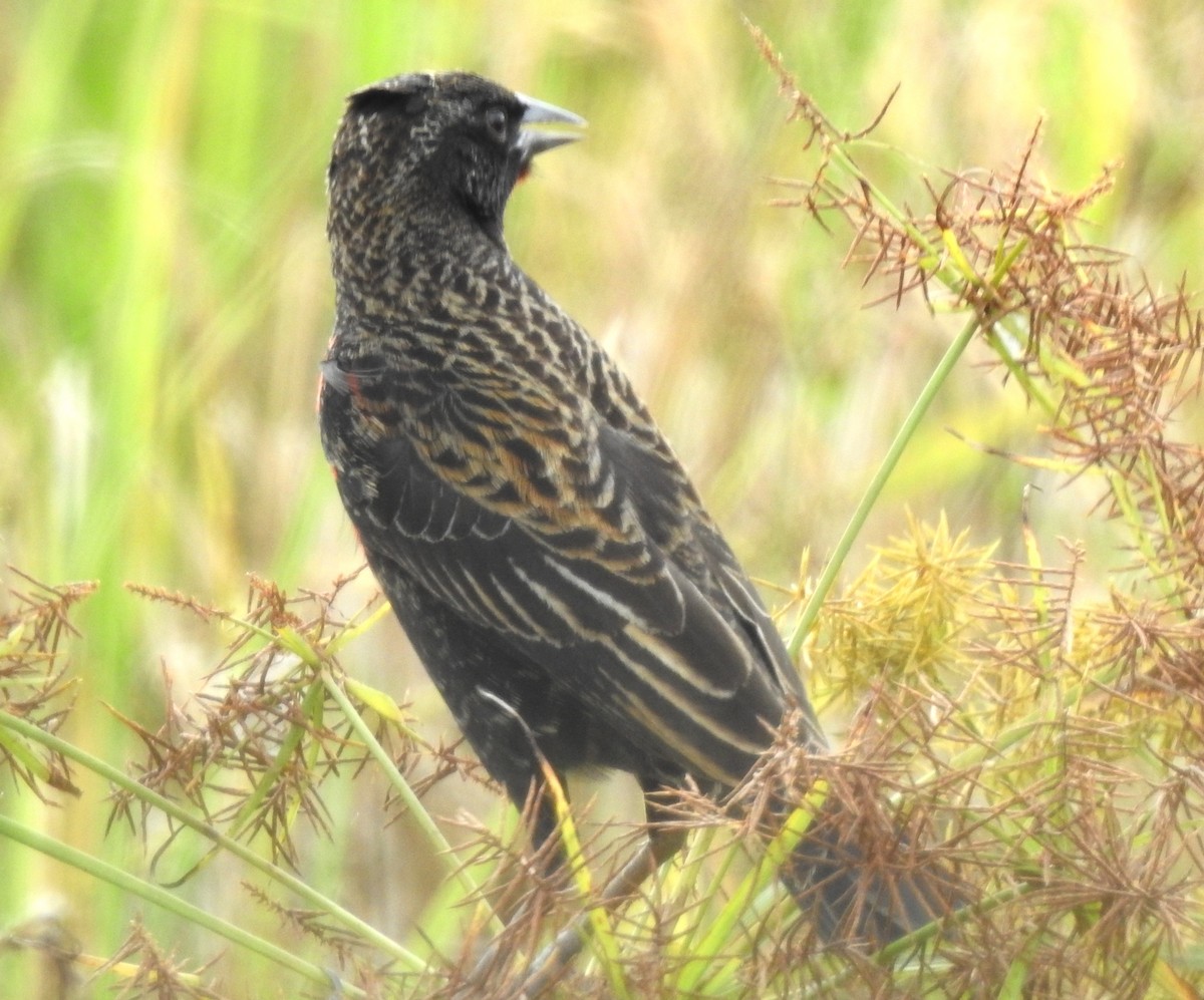 Red-breasted Meadowlark - ML645865819