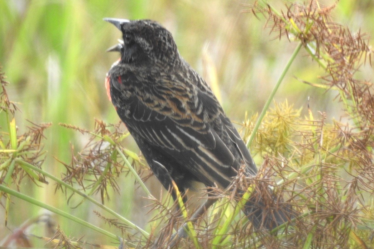 Red-breasted Meadowlark - ML645865820