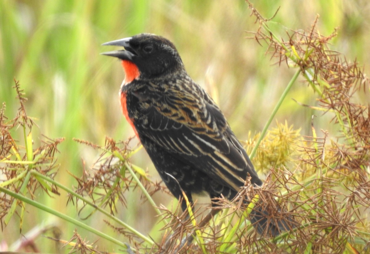 Red-breasted Meadowlark - ML645865821