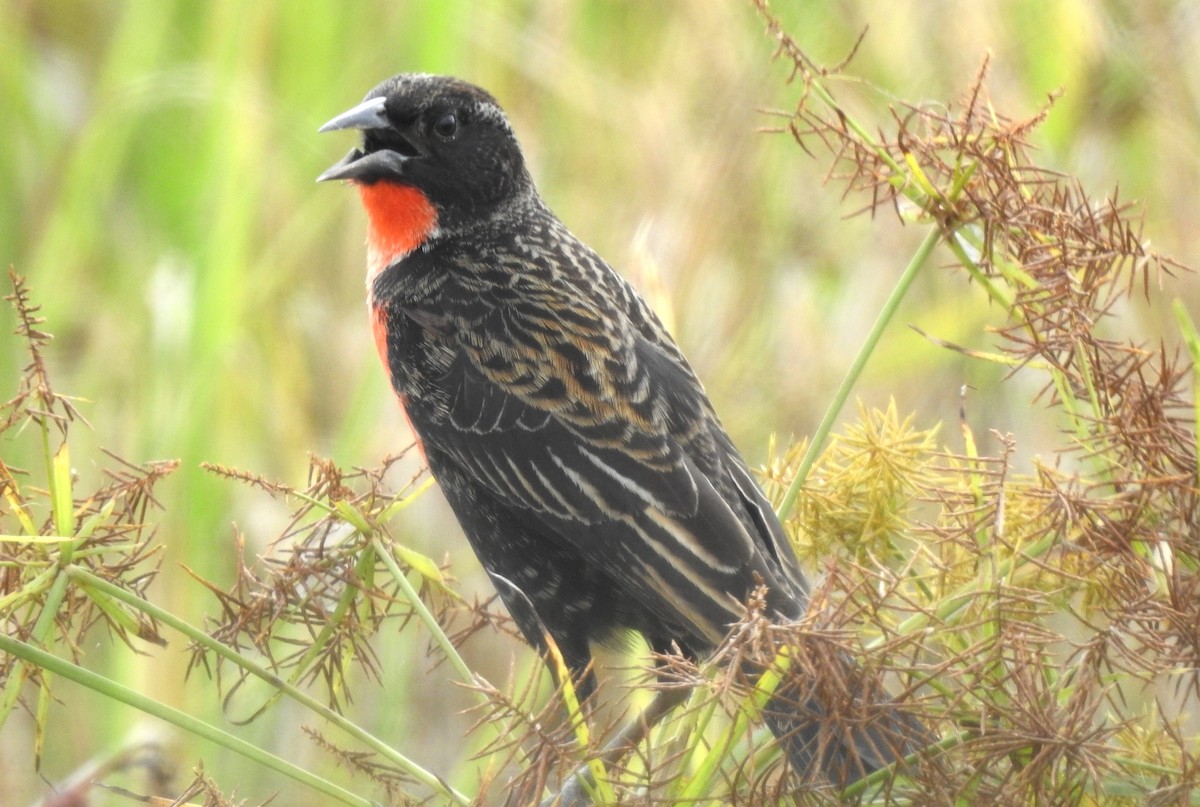 Red-breasted Meadowlark - ML645865822