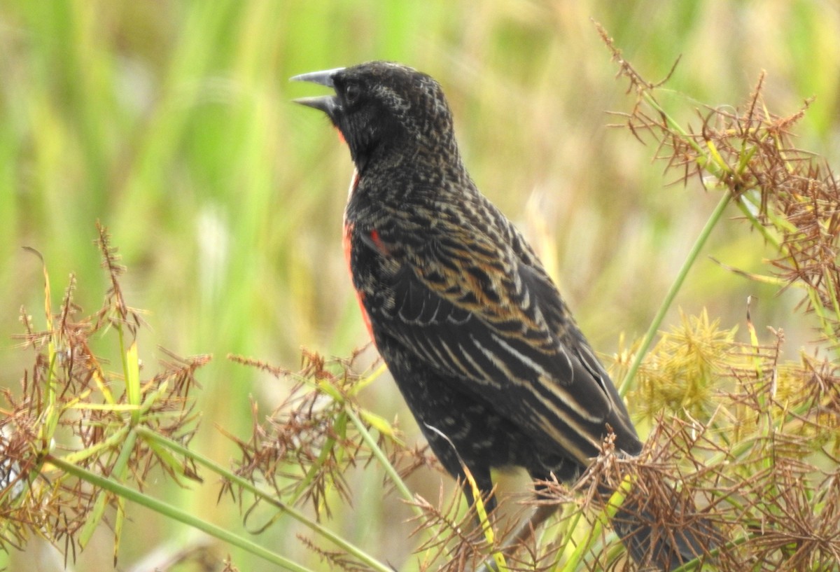Red-breasted Meadowlark - ML645865823
