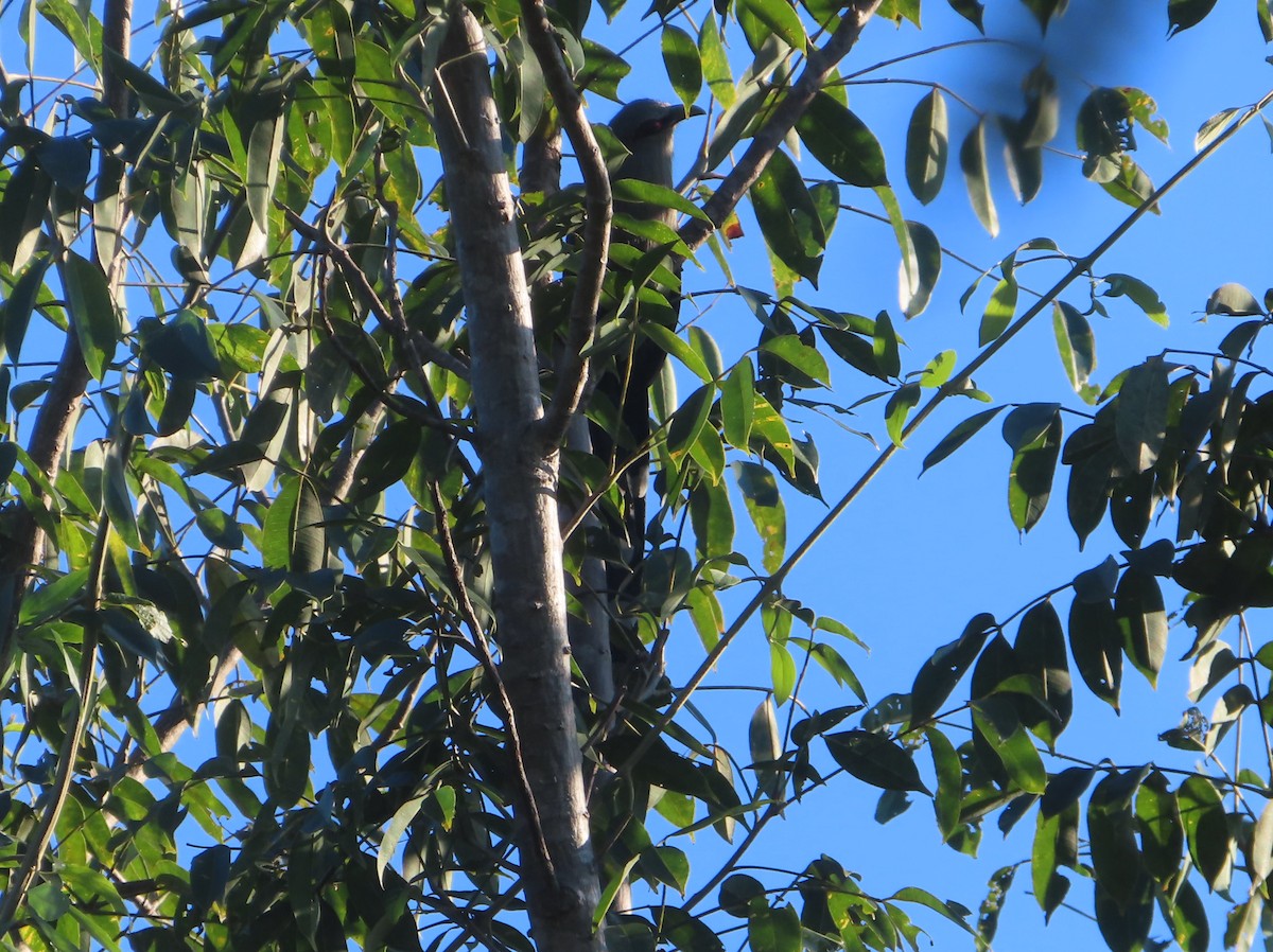 Green-billed Malkoha - ML645865825