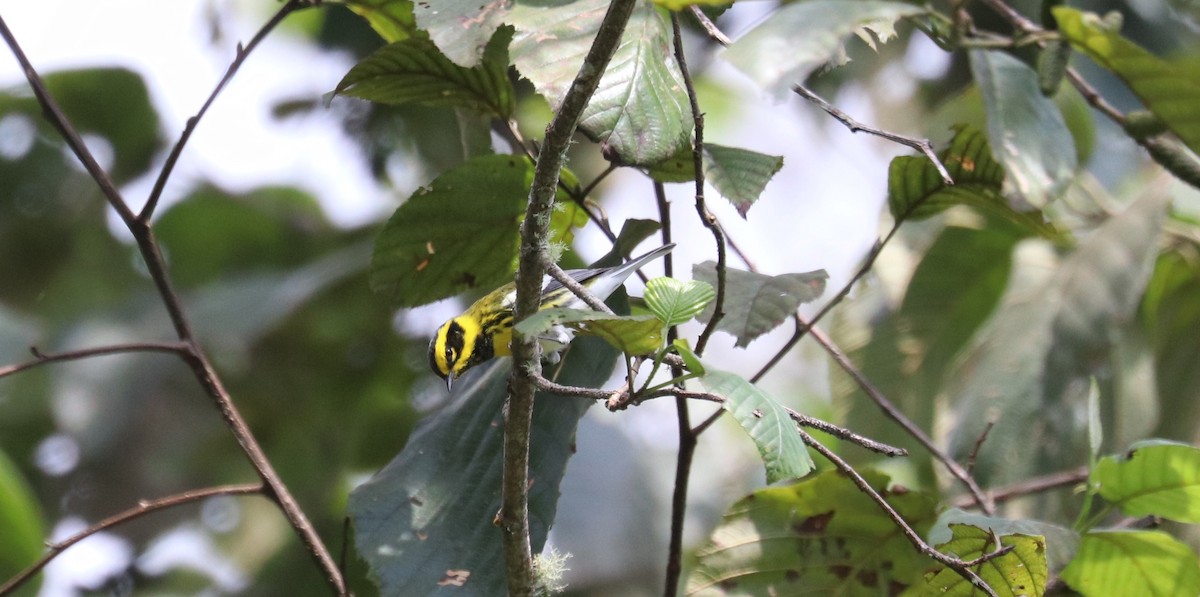 Townsend's Warbler - ML645865826