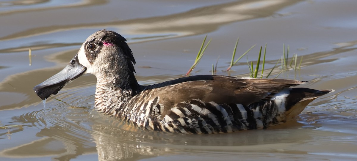 Pink-eared Duck - ML645865827