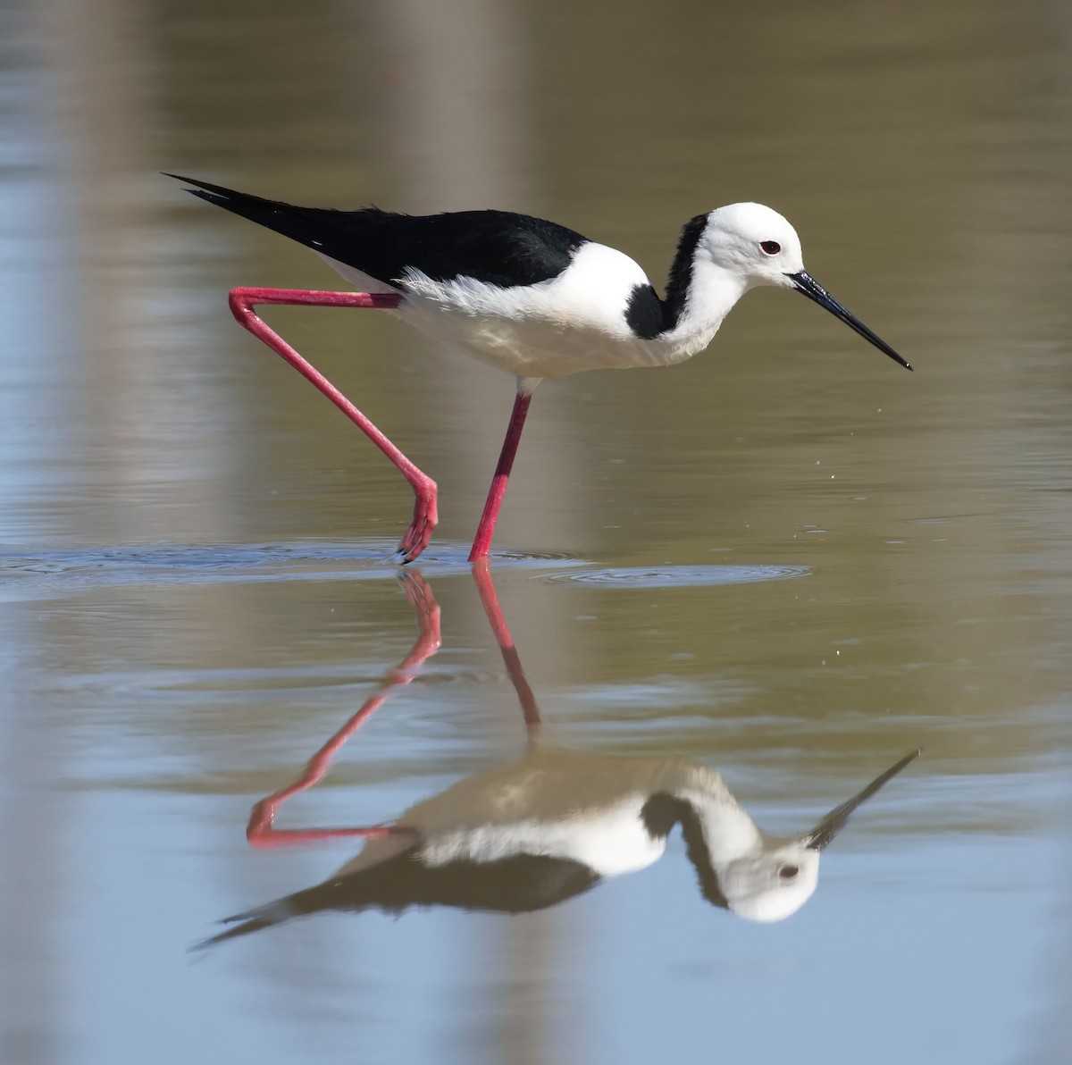 Pied Stilt - ML645865841