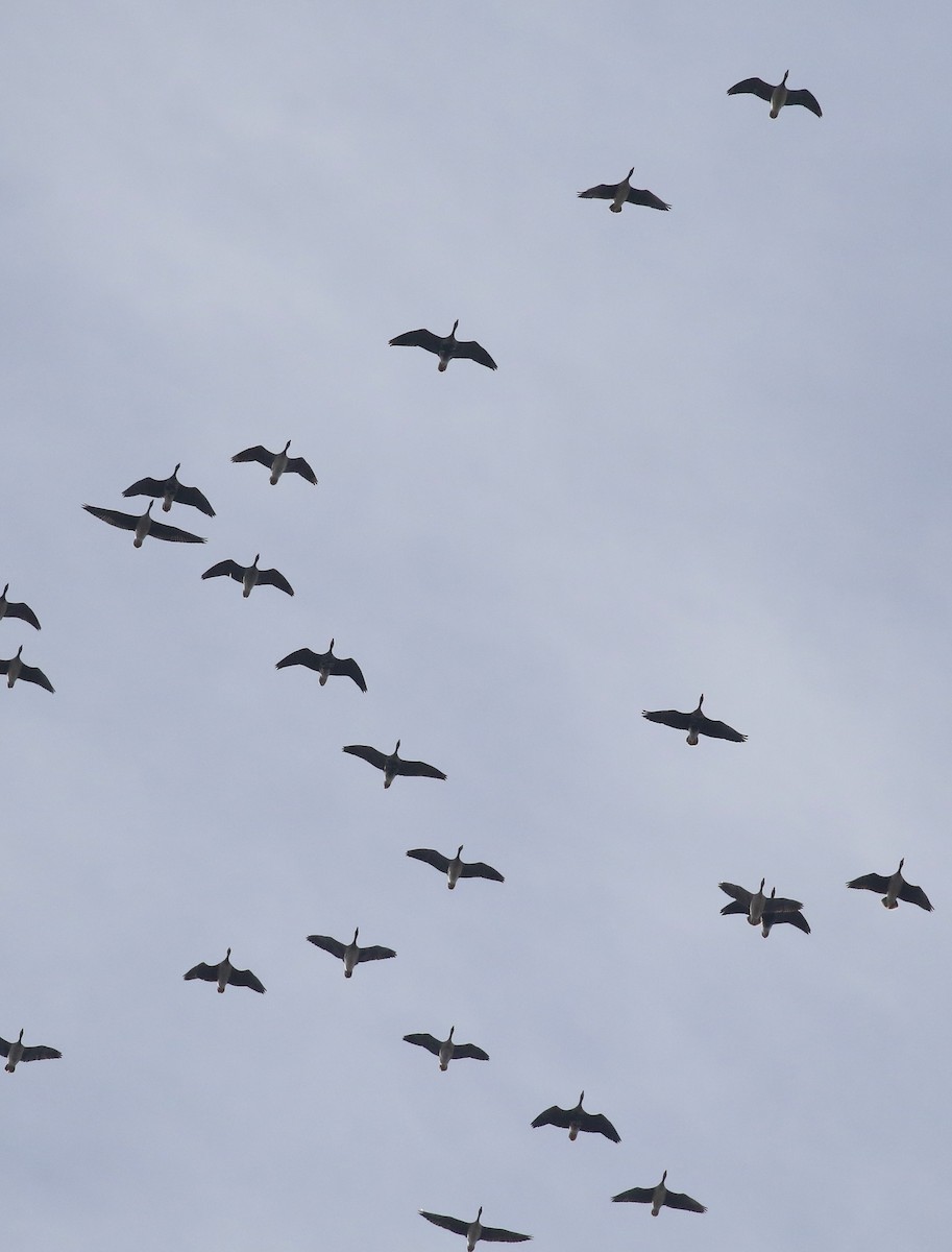 Greater White-fronted Goose - ML645865843