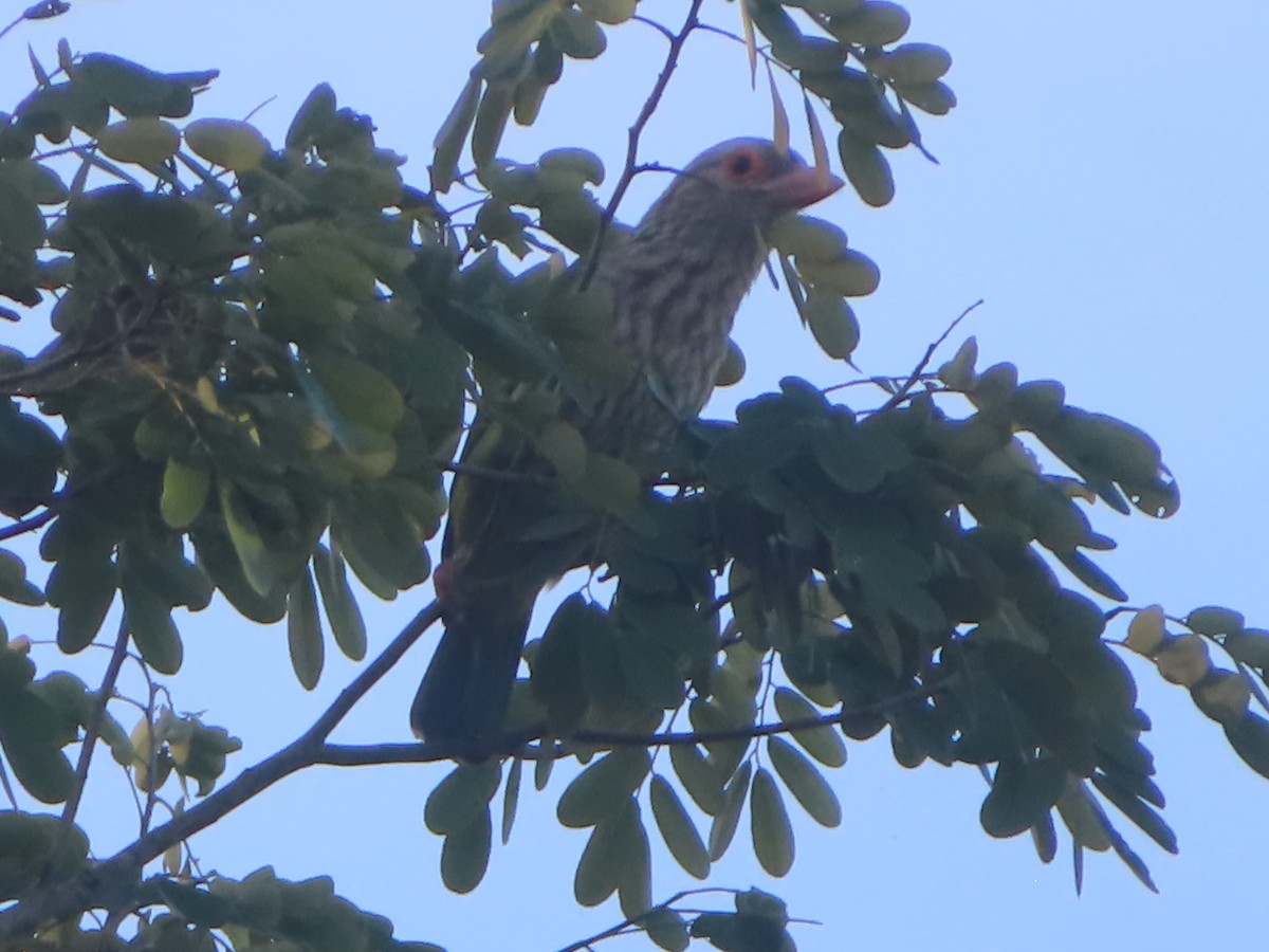 Lineated Barbet - ML645865846
