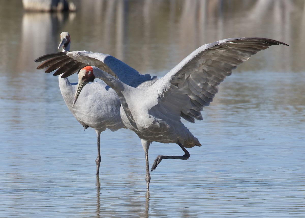 Brolga - ML645865850