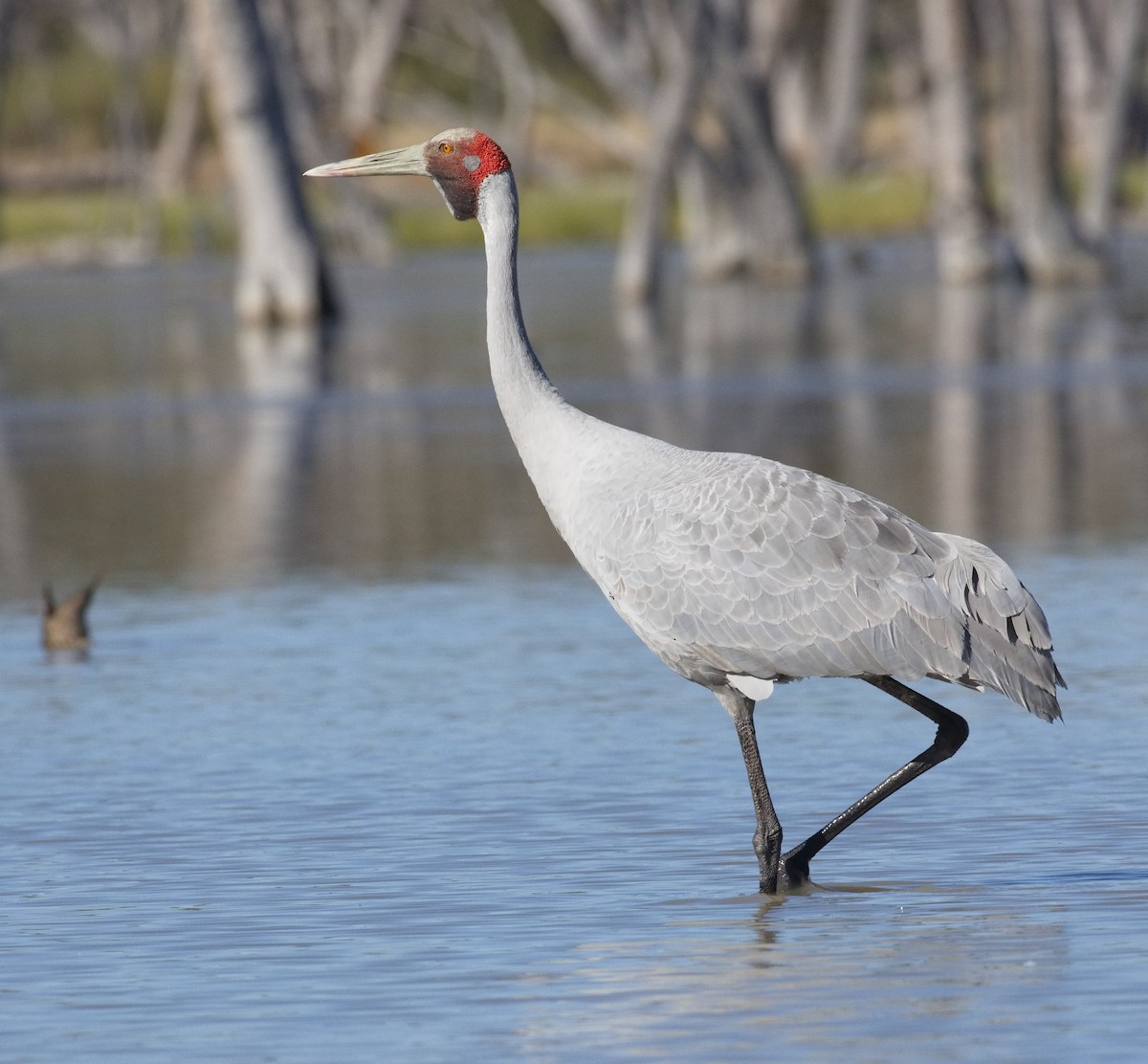 Brolga - ML645865851