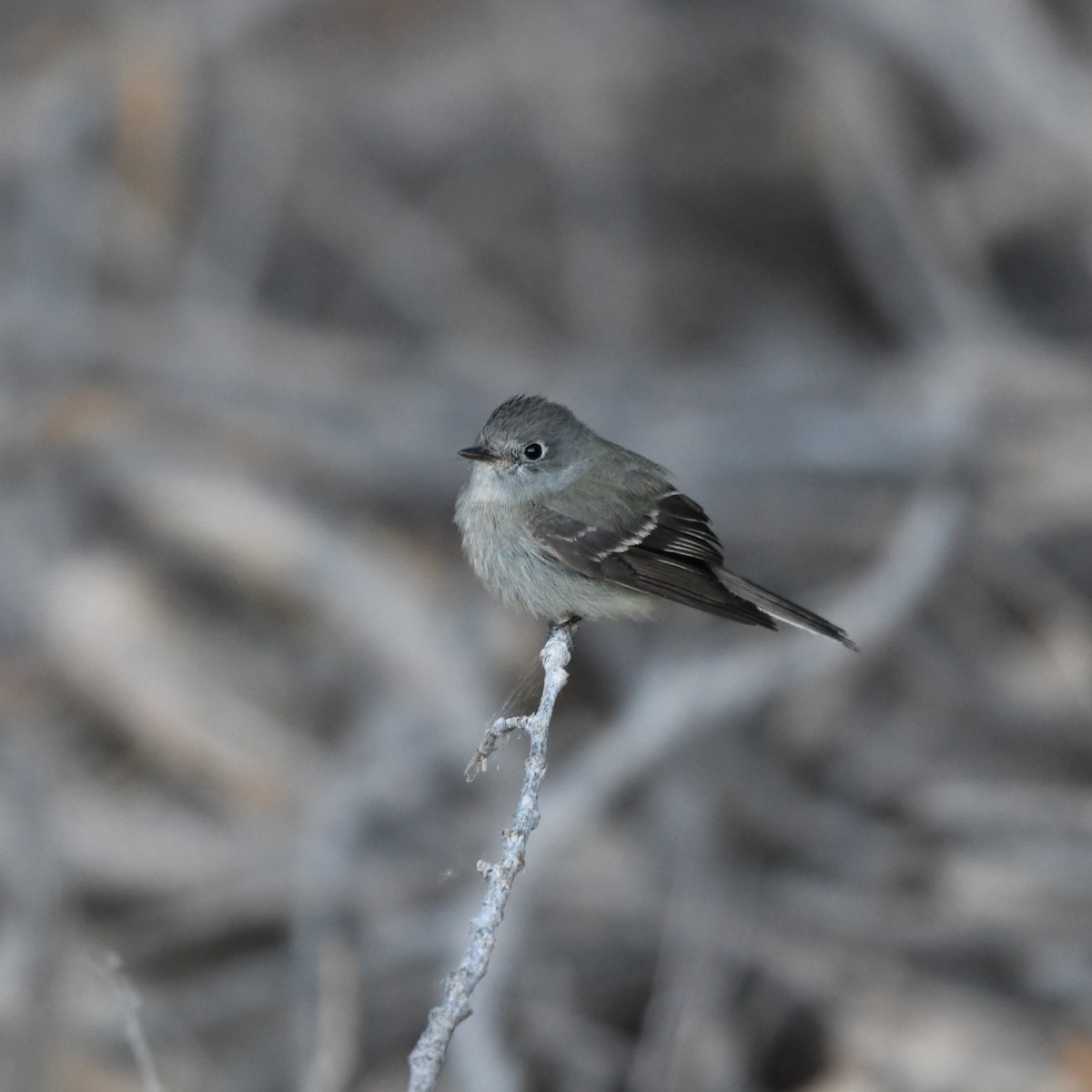 Hammond's Flycatcher - ML645865854