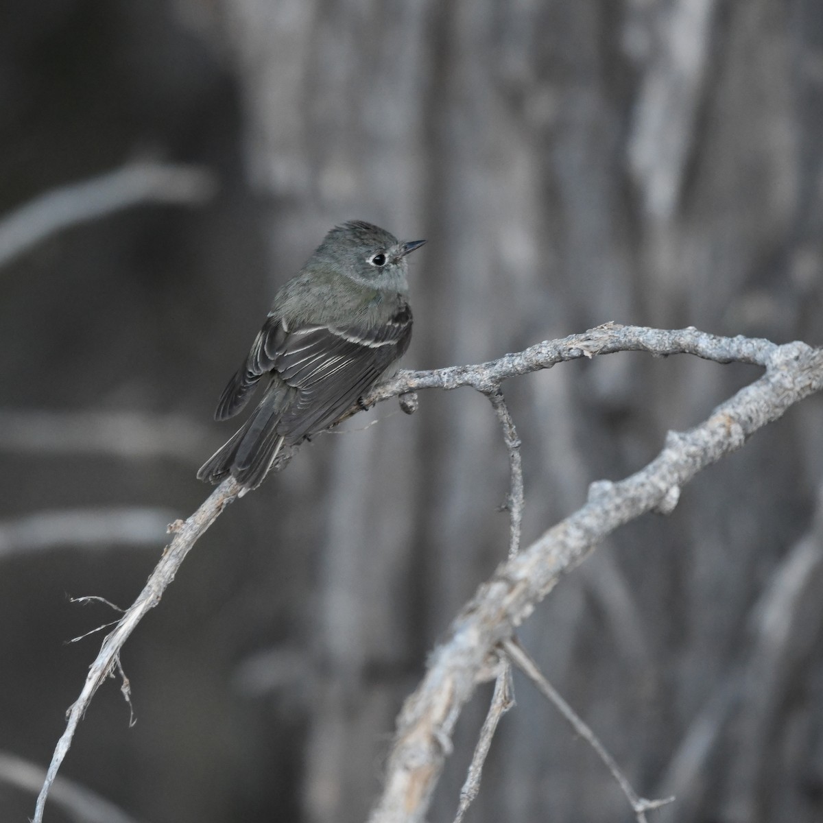 Hammond's Flycatcher - ML645865855