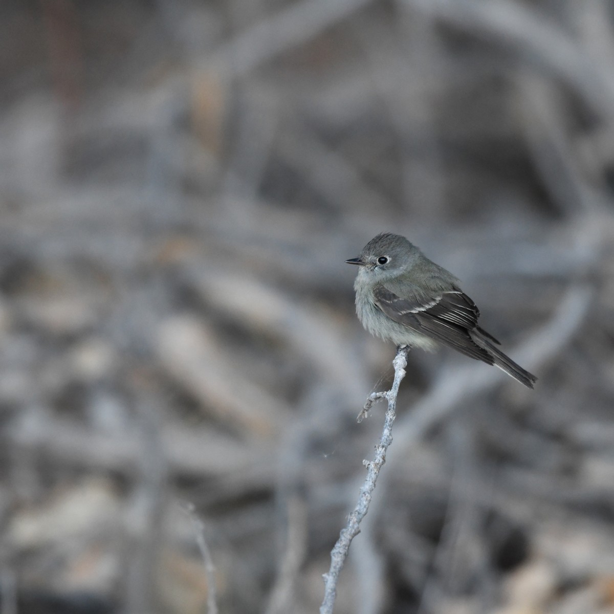 Hammond's Flycatcher - ML645865856