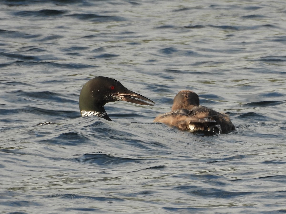Common Loon - ML645865858