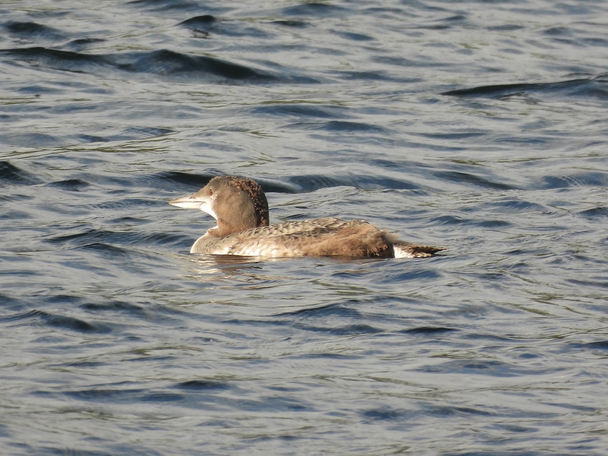 Common Loon - ML645865859