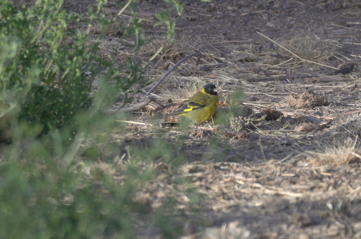 Hooded Siskin - ML645865866