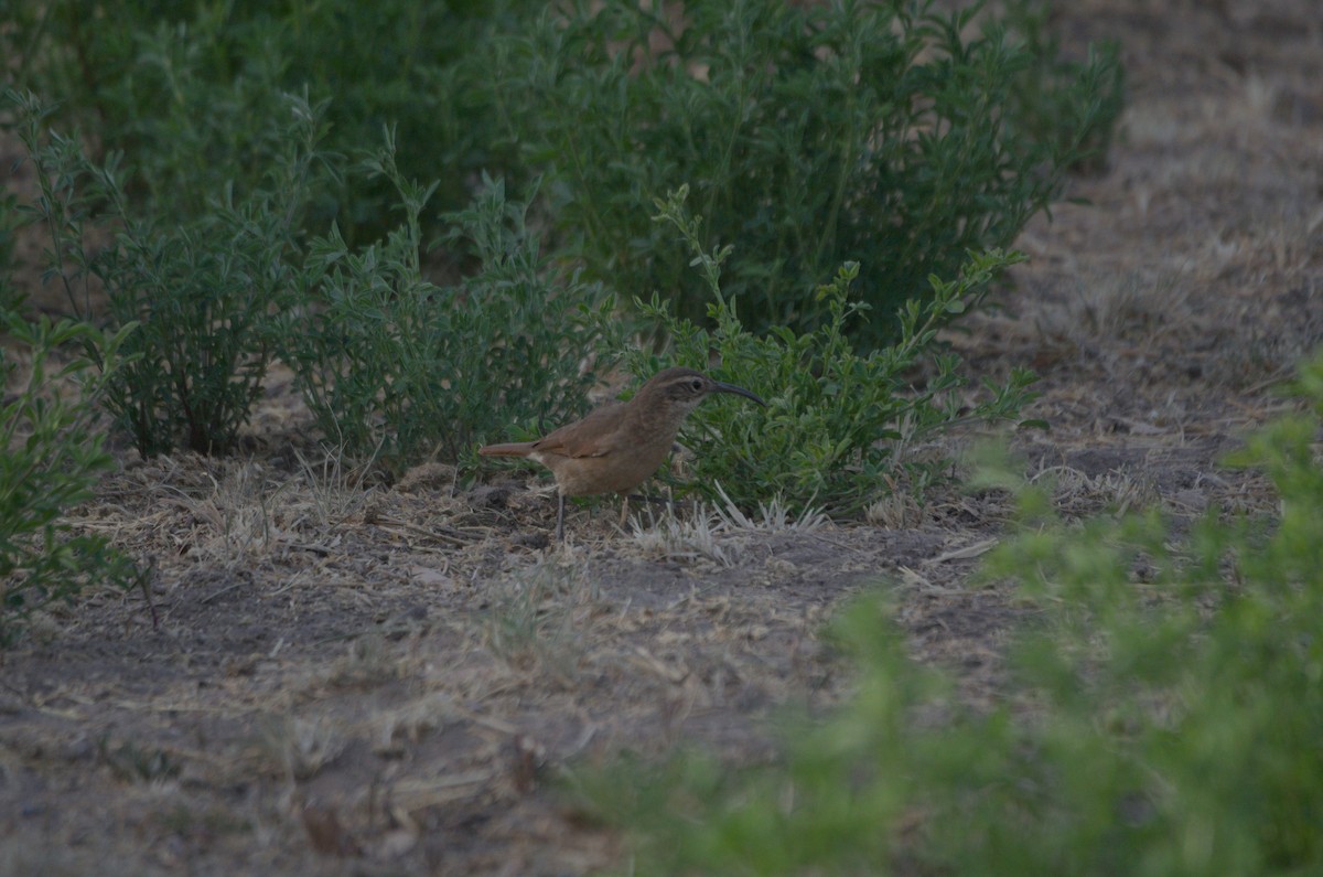White-throated Earthcreeper - ML645865869