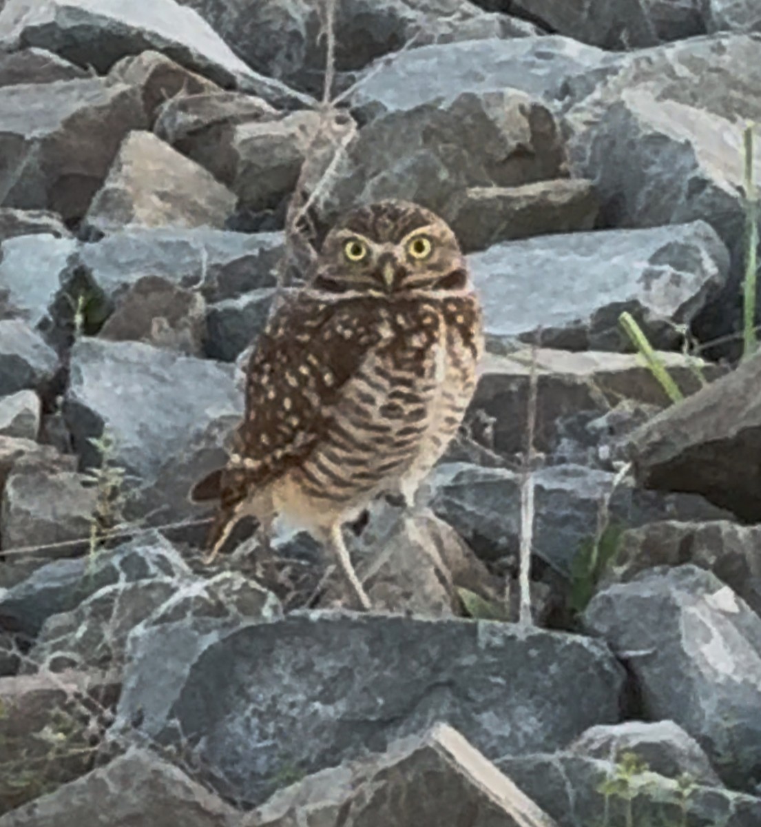 Burrowing Owl - ML645865870