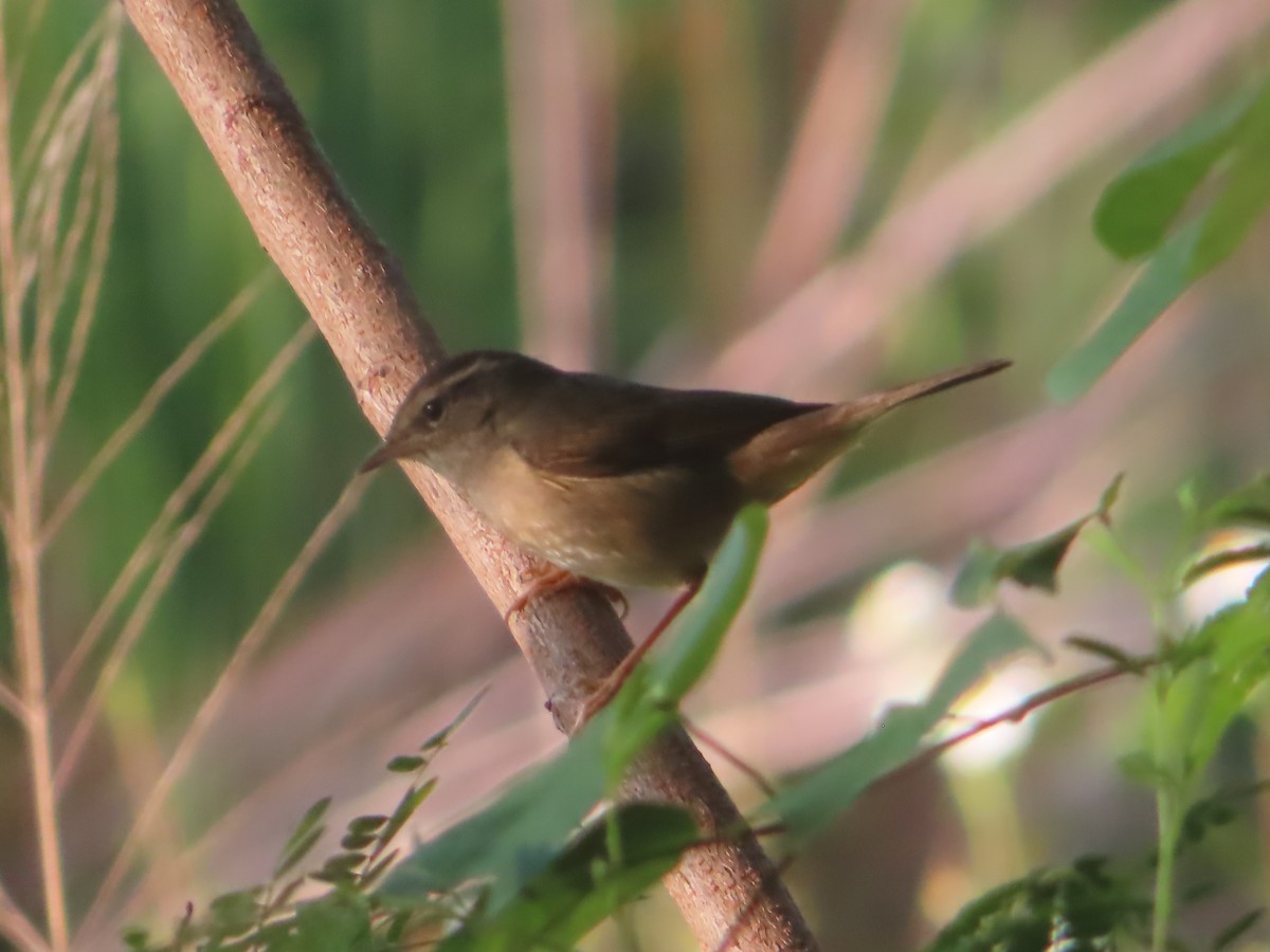 Esmer Çıvgın - ML645865873