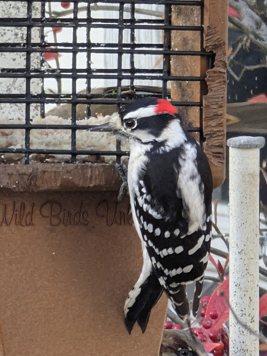 Downy Woodpecker - ML645865875
