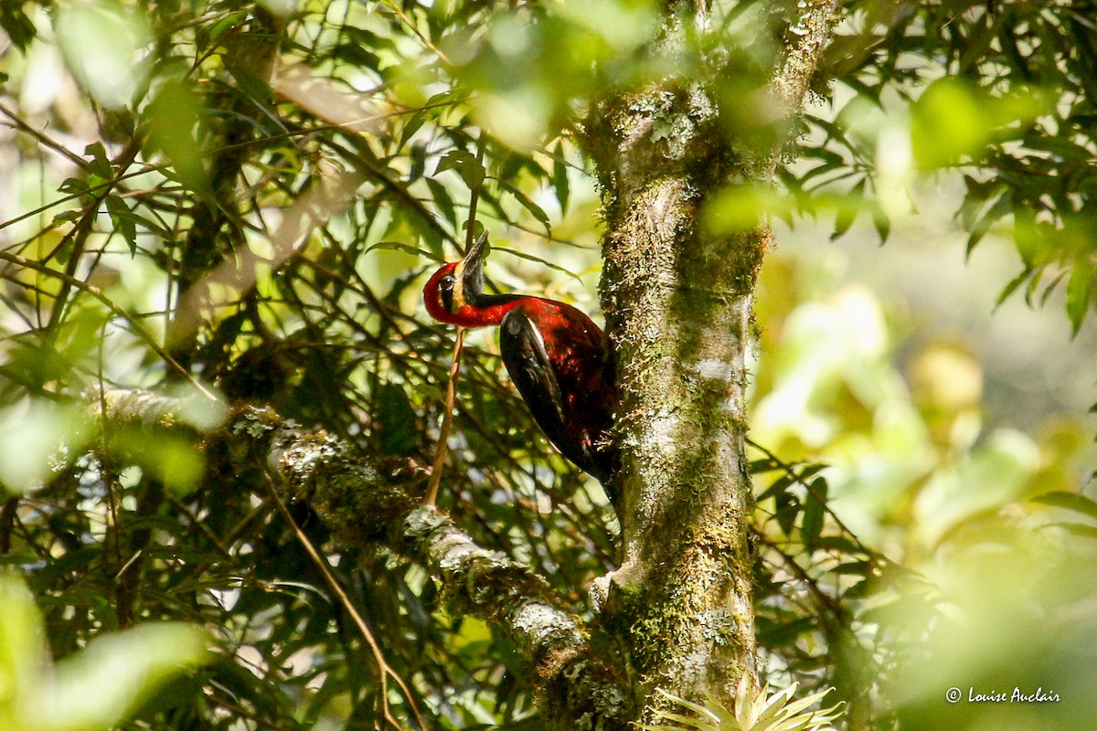 karminspett - ML645865877