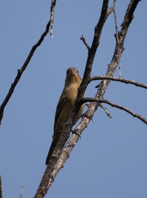 Blue Grosbeak - ML645865878