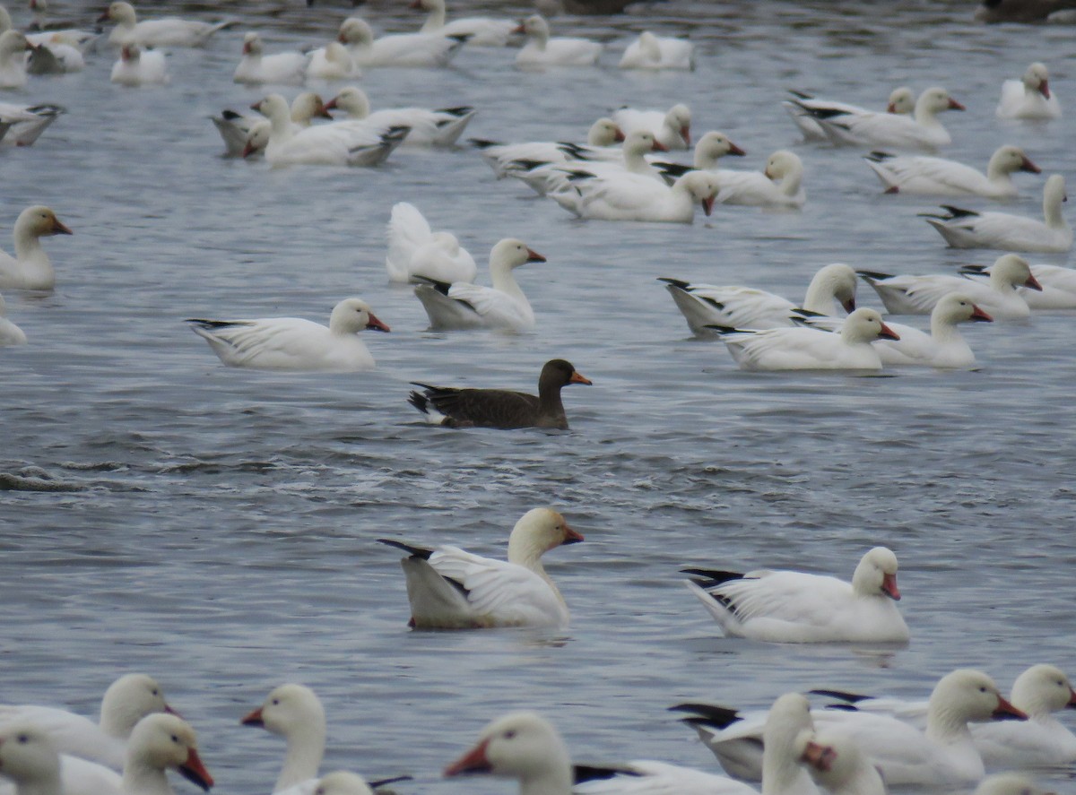 白額雁 - ML645865879