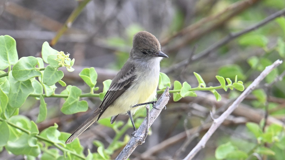 Галапагосский миарх - ML645865881