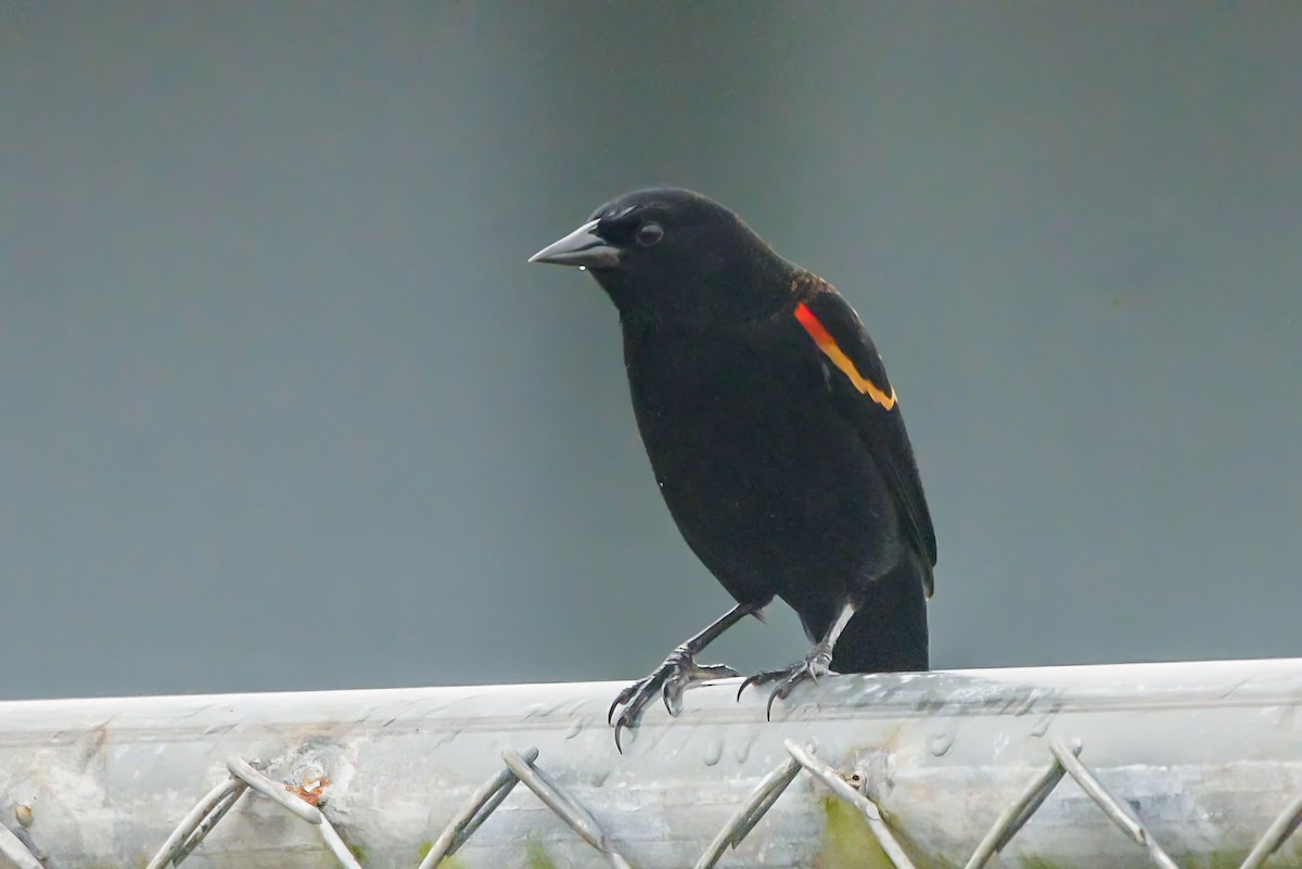 Красноплечий трупиал - ML645865882