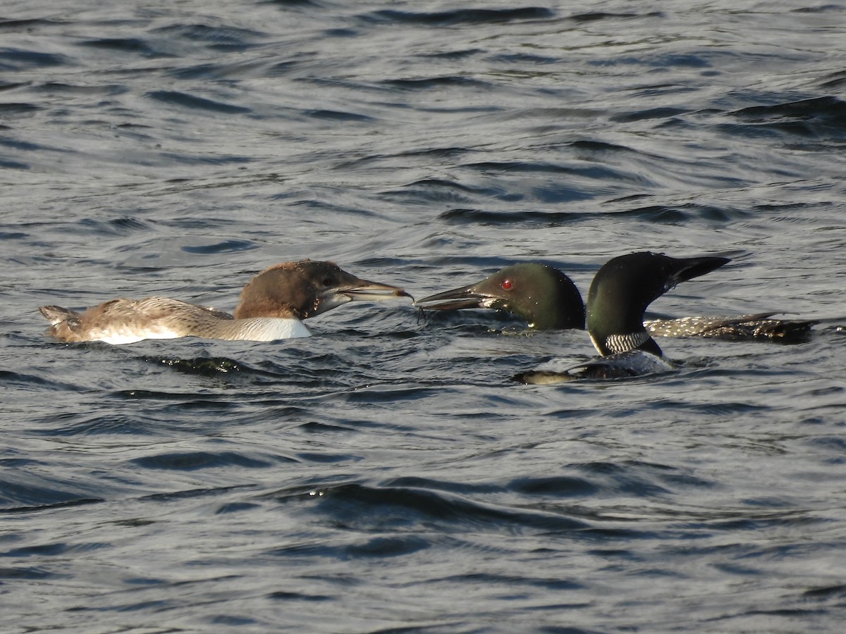 Common Loon - ML645865883