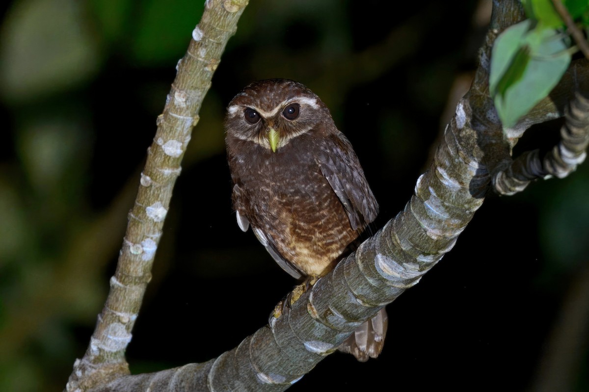 Malaita Owl - ML645865885