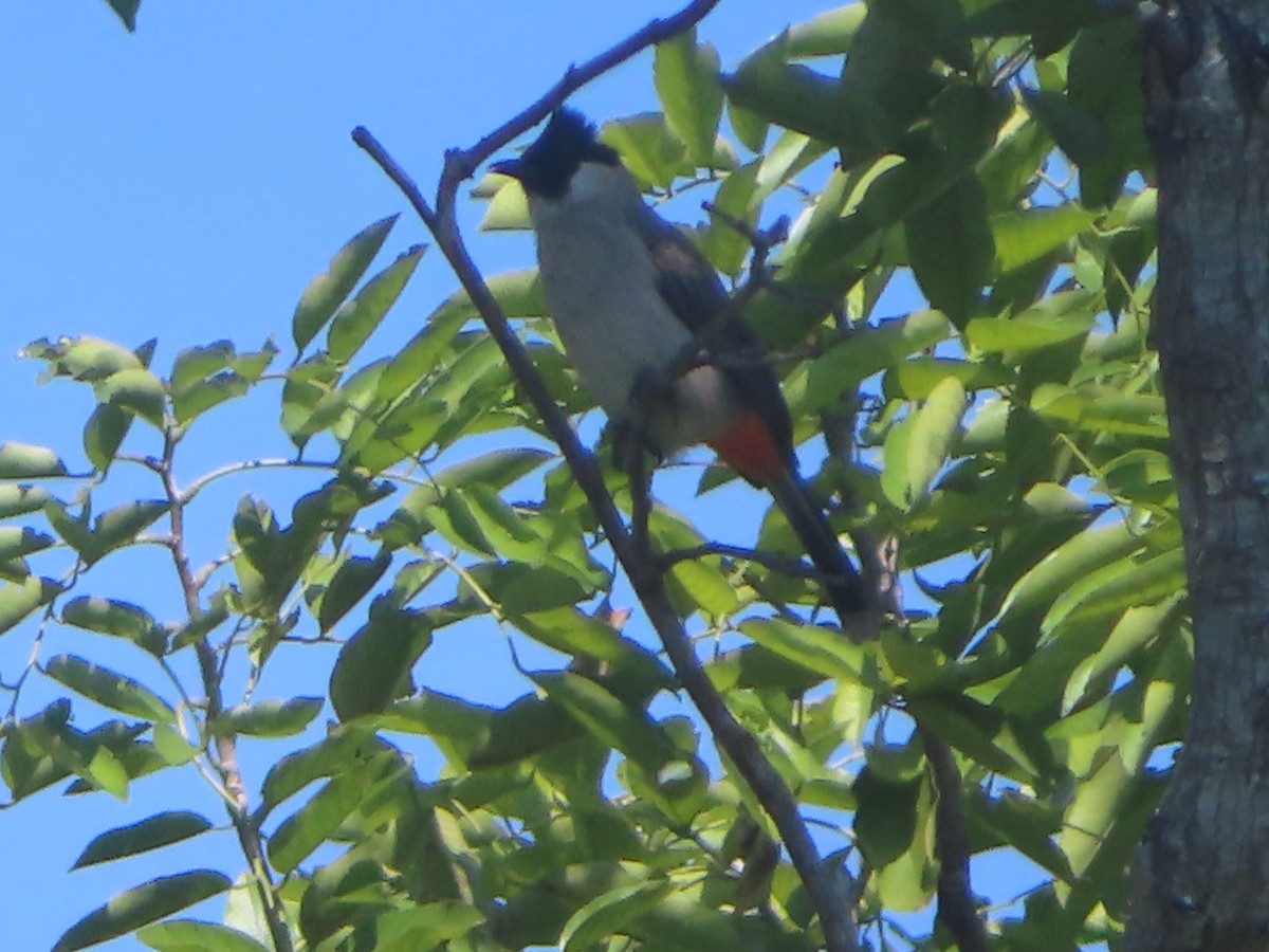 Red-whiskered Bulbul - ML645865887
